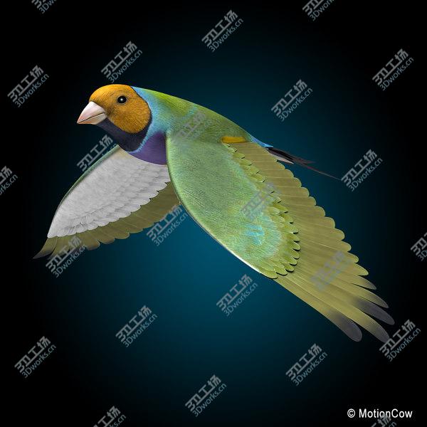 images/goods_img/20210312/Finch  Flying/4.jpg